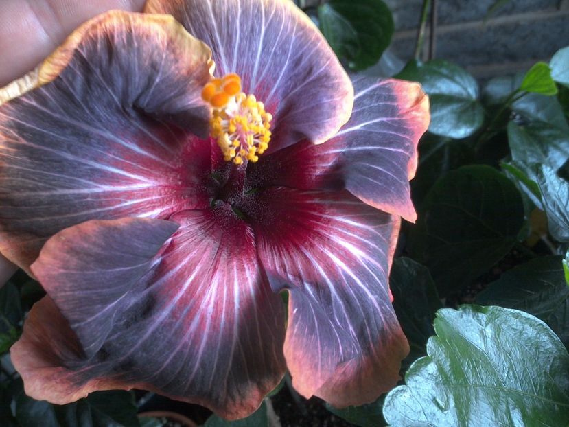 WIN_20170616_100436 - 03Hibiscus