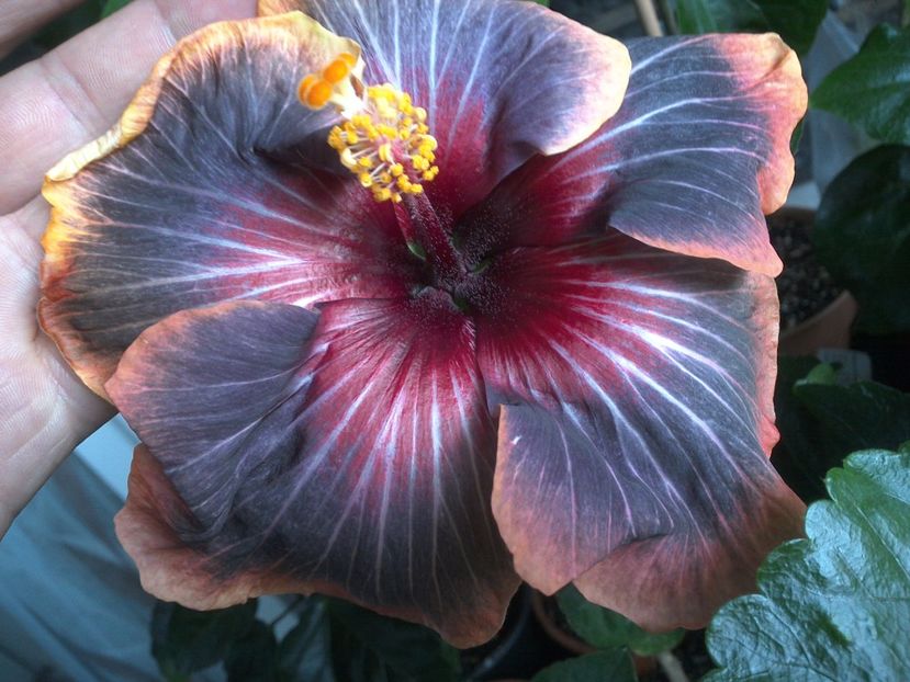 WIN_20170616_100457 - 03Hibiscus