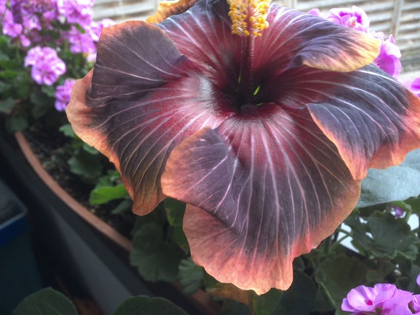 WIN_20170616_100615 - 03Hibiscus