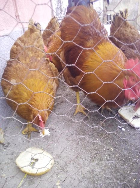  - Gaini new hamshire