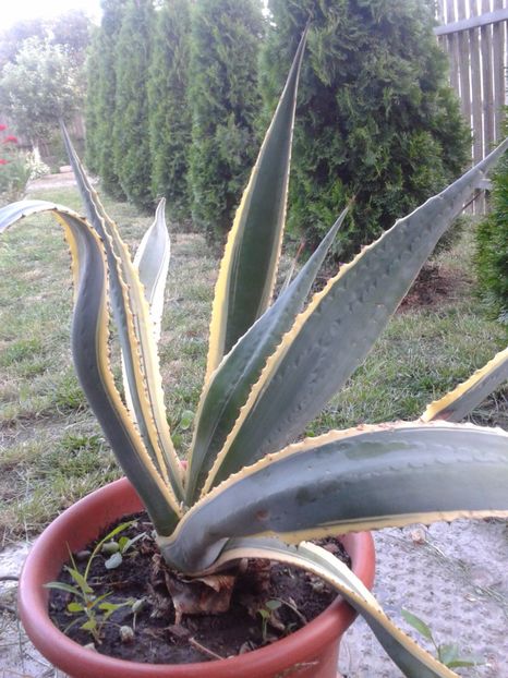 2017-1 telefon 203 - Vara 2014-2017