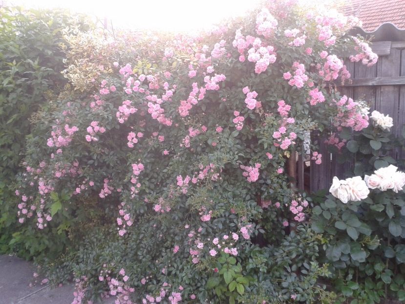 2017-1 telefon 163 - Vara 2014-2017