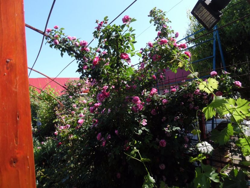  - Dimov 21 Honorine de Brabant