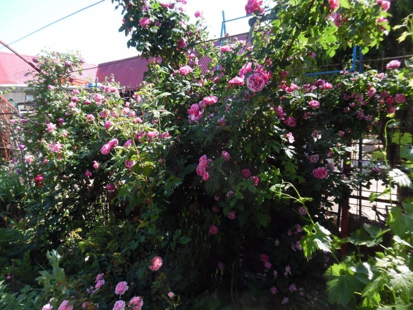  - Dimov 21 Honorine de Brabant