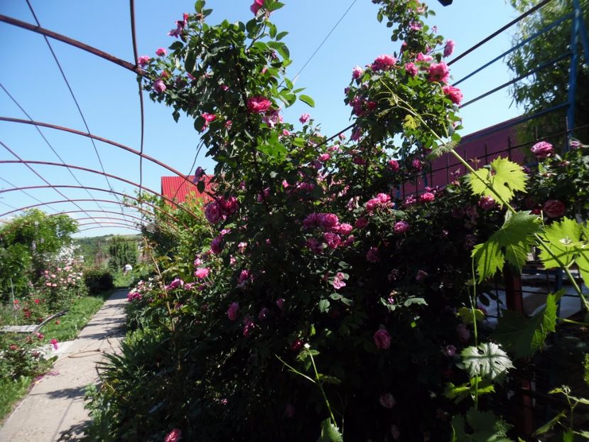  - Dimov 21 Honorine de Brabant