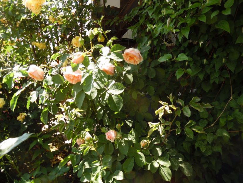  - Dominique Massad  Froufroutante Jackie