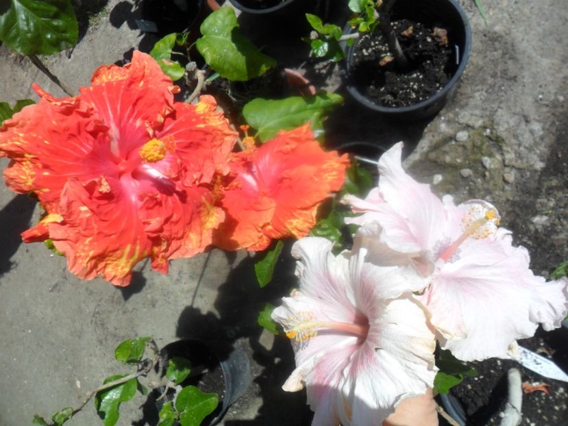  - hibiscusi 2017-2