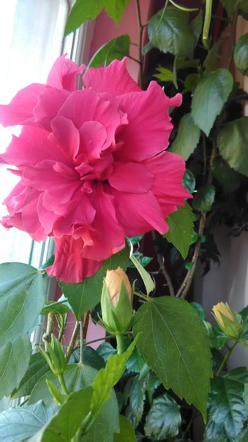  - Hibiscus 2015-2024
