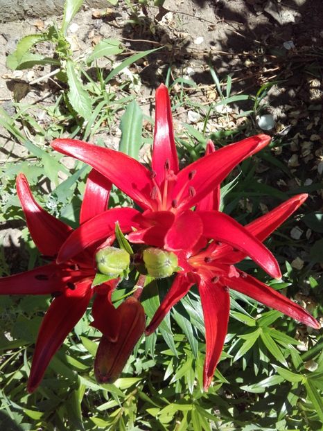  - ALTE FLORI