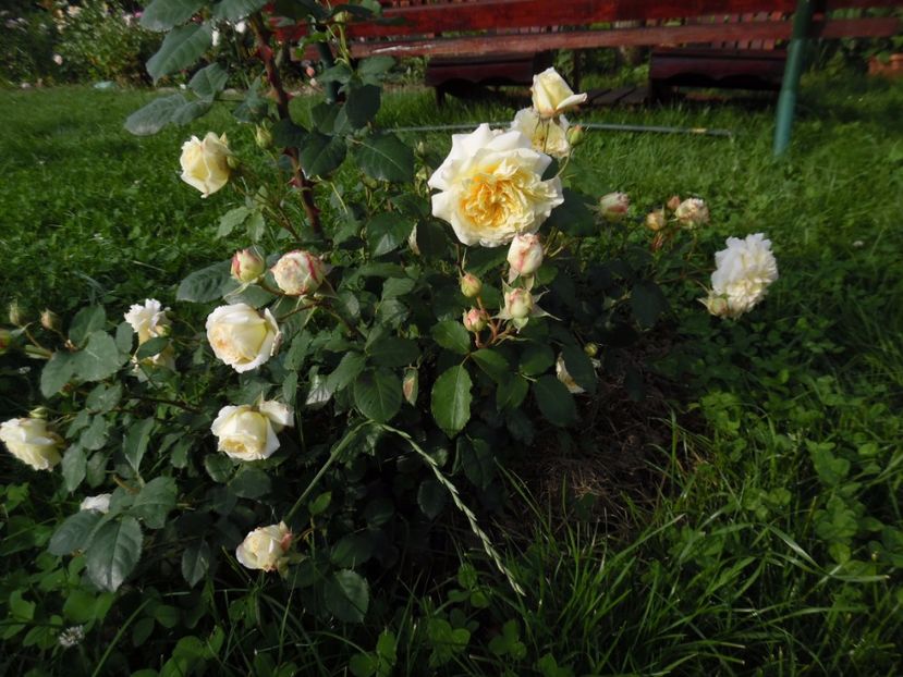  - Dominique Massad Nelson Monfort