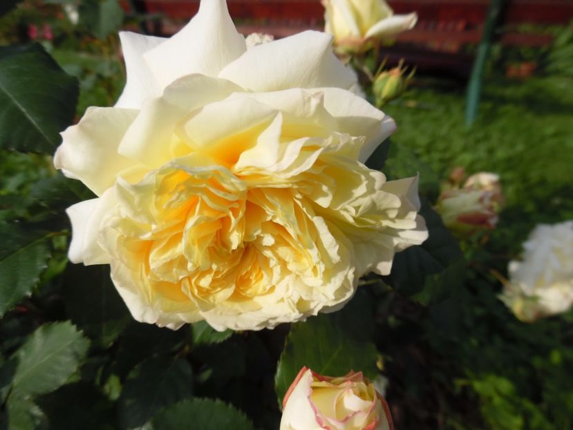  - Dominique Massad Nelson Monfort