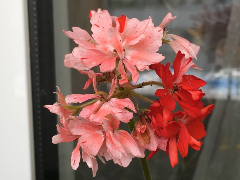 Zoe Kathleen - Muscate colectie