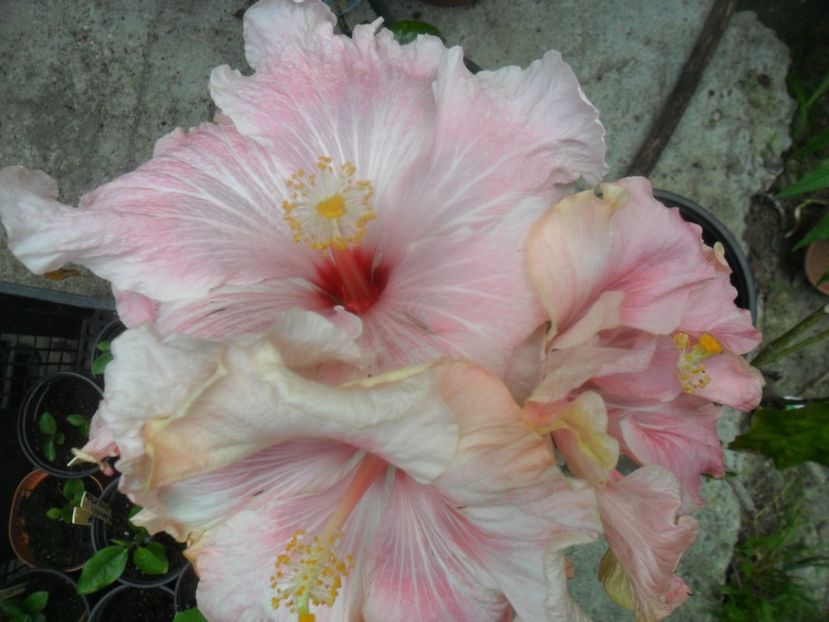 3 floricele - hibiscusi 2017-2