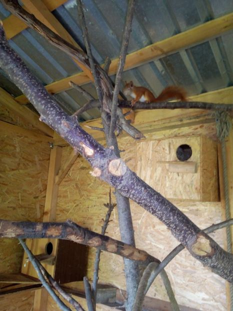  - veverite autohtone