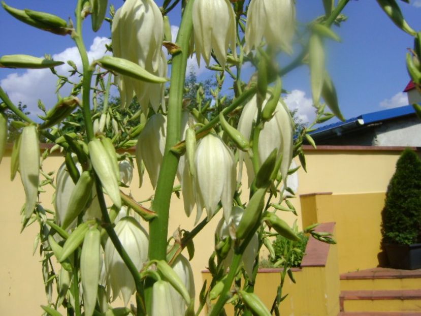 Yucca filamentosa, tije florale - Primavara 2017 bis