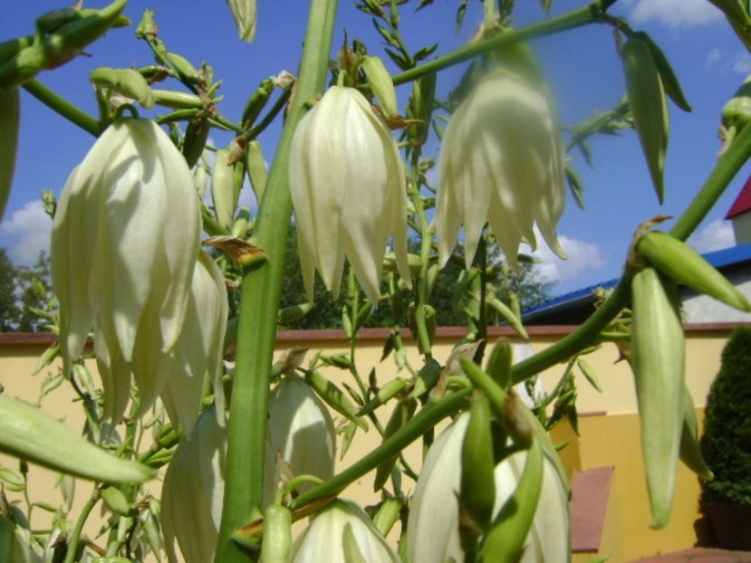 Yucca filamentosa, tije florale - Primavara 2017 bis