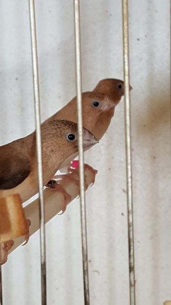 14087370_140812229697613_1720050433_o - DE VANZARE