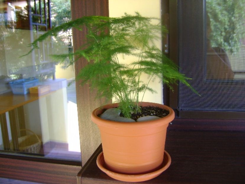 Asparagus plumosa - Bonsai si prebonsai 2016-2017