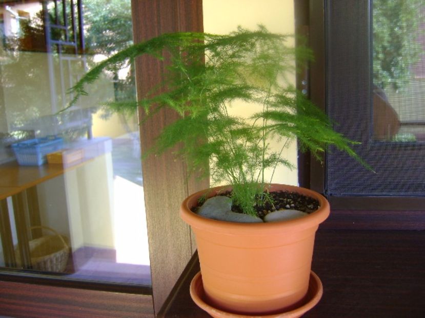 Asparagus plumosa - Bonsai si prebonsai 2016-2017