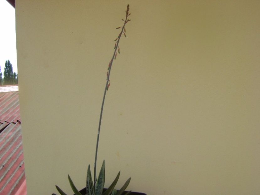 Gasteria little warty, tija florala - Suculente 2017