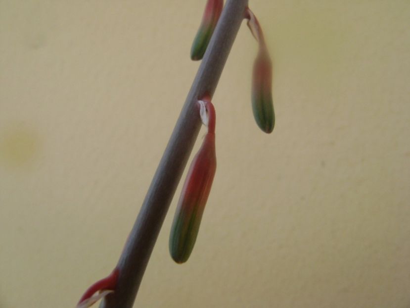 Gasteria little warty - Suculente 2017