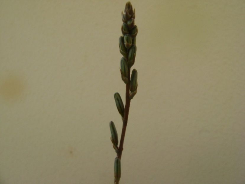 Aloe aristata - Suculente 2017
