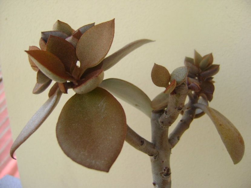 Kalanchoe orgyalis - Suculente 2017