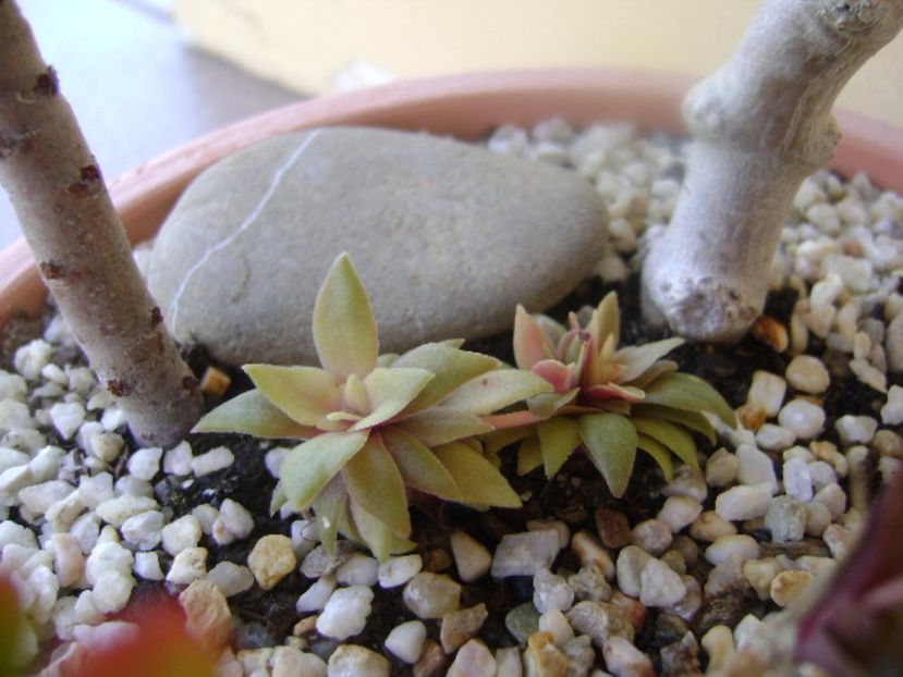 Crassula orbicularis - Suculente 2017