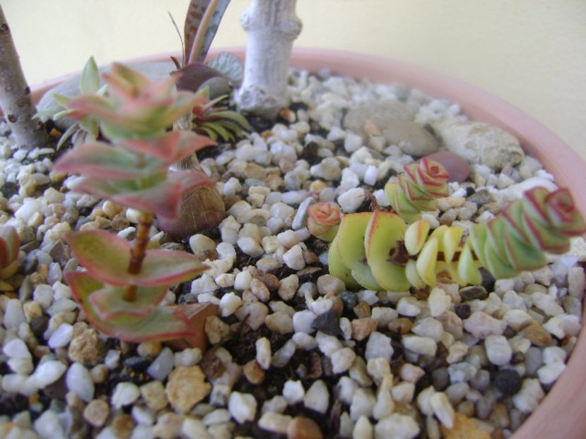 Crassula marnieriana & Crassula perforata variegata - Suculente 2017