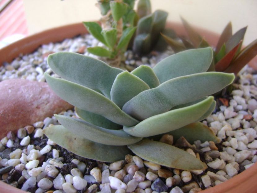 Crassula falcata - Suculente 2017