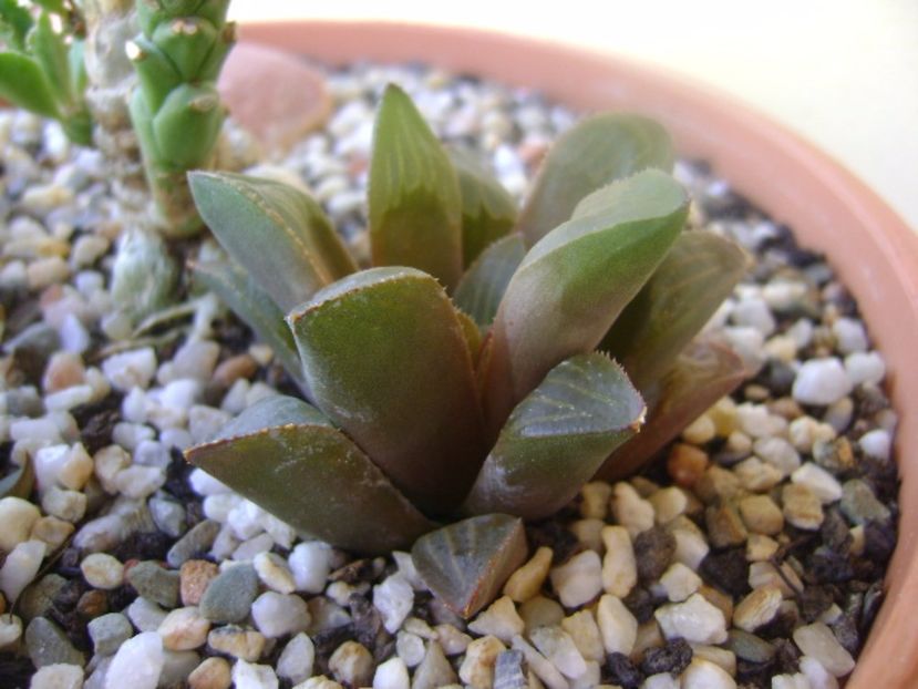 Haworthia retusa - Suculente 2017