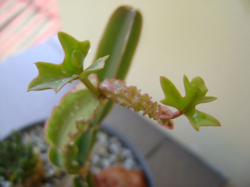 Cissus quadrangularis - Suculente 2017