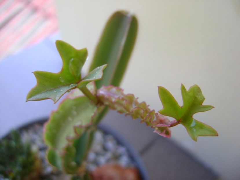 Cissus quadrangularis - Suculente 2017