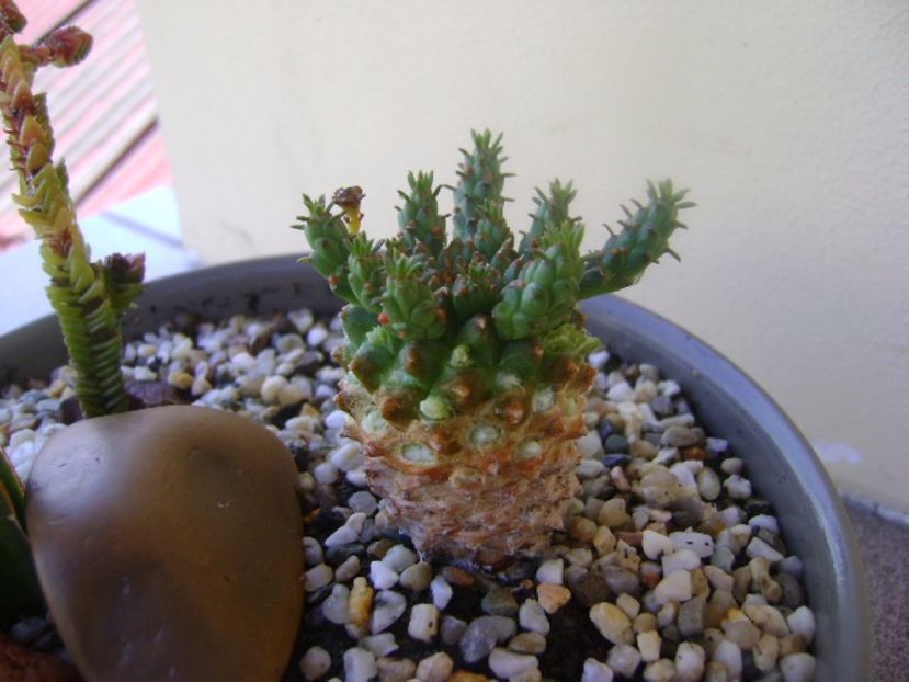 Euphorbia flanagani - Suculente 2017