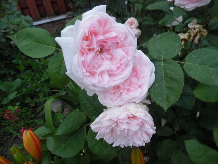 Eglantine - 000 Iunie in gradina