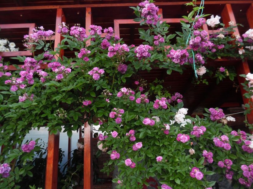 Marie Viaud - 000 Iunie in gradina