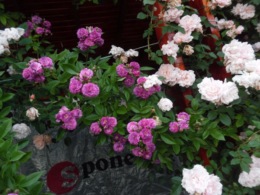 Marie si Albertine - 000 Iunie in gradina