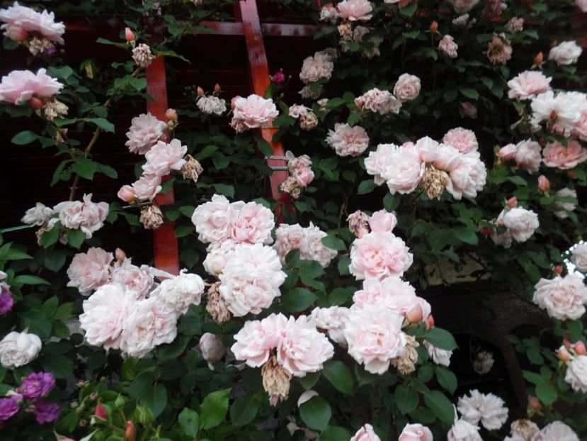 Albertine - 000 Iunie in gradina