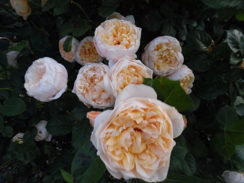 Jane Austin - 000 Iunie in gradina