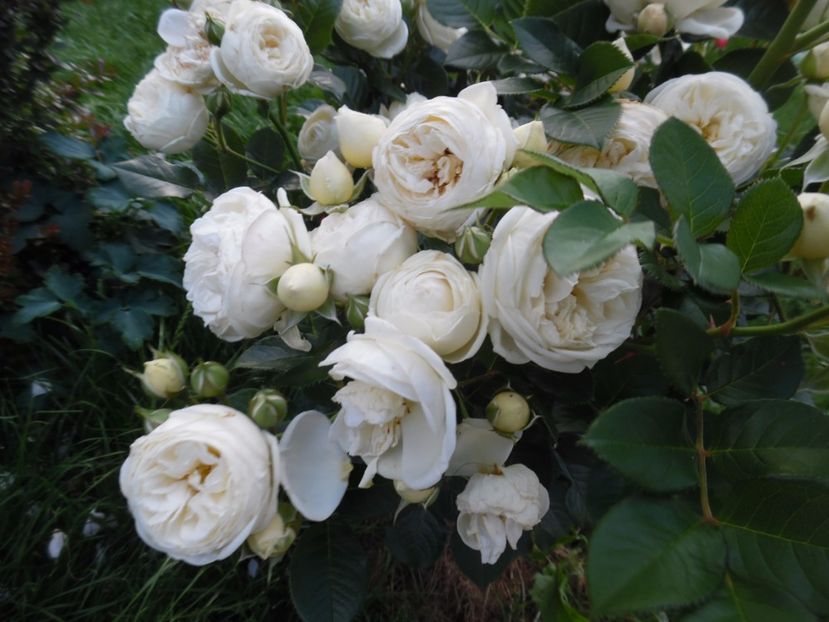 Artemis - 000 Iunie in gradina