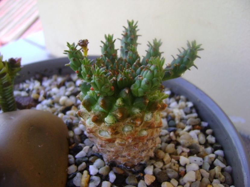 Euphorbia flanagani - Caudiciforme si bulbi 2017