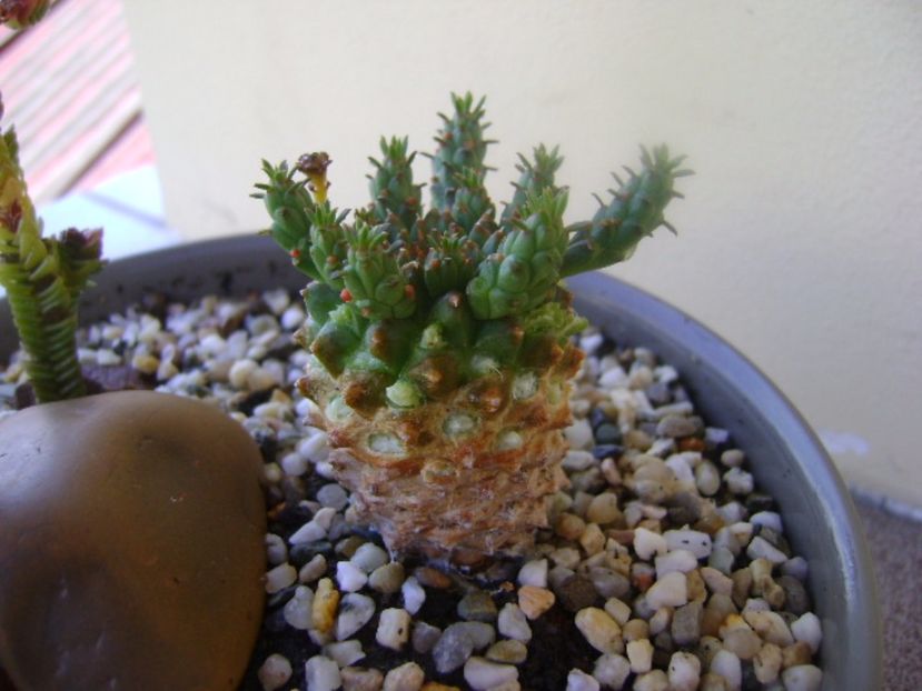 Euphorbia flanagani - Caudiciforme si bulbi 2017