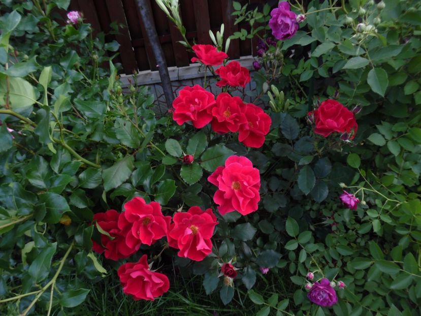 Zeelandia - 000 Iunie in gradina