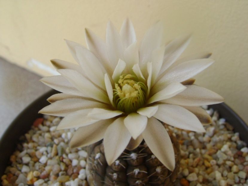 Gymnocalycium ragonesei - Cactusi 2017 Gymnocalycium