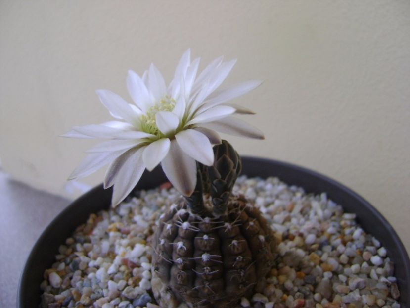 Gymnocalycium ragonesei - Cactusi 2017 Gymnocalycium