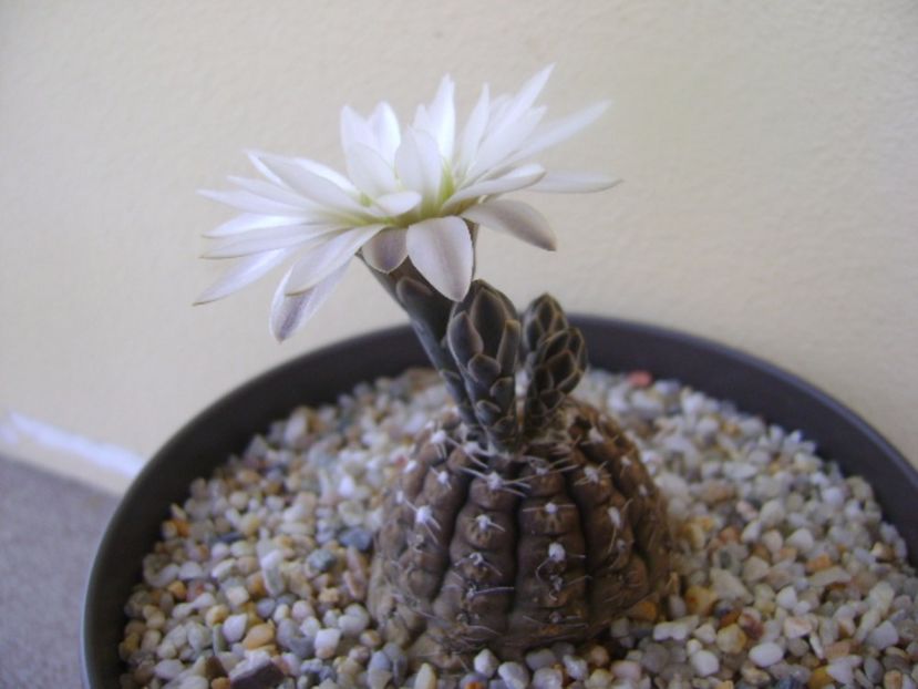 Gymnocalycium ragonesei - Cactusi 2017 Gymnocalycium