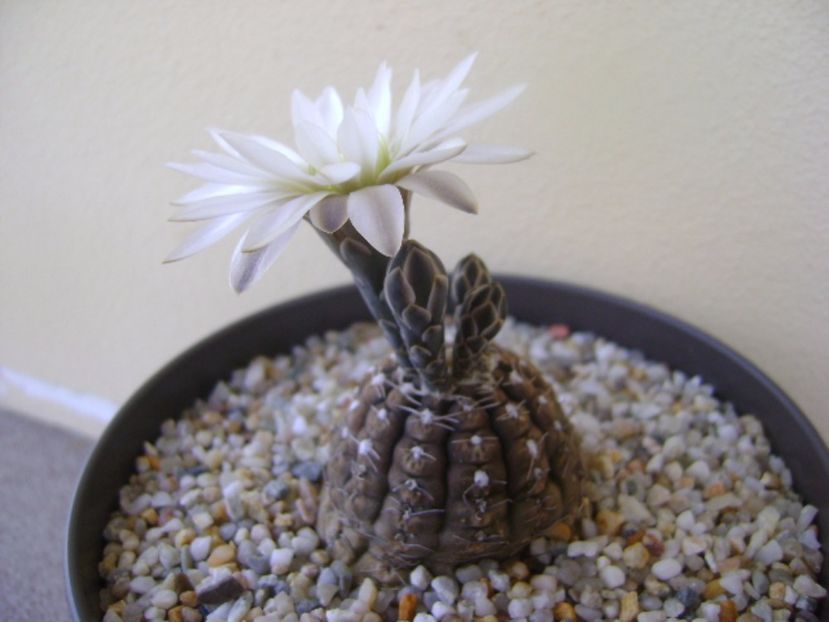 Gymnocalycium ragonesei - Cactusi 2017 Gymnocalycium