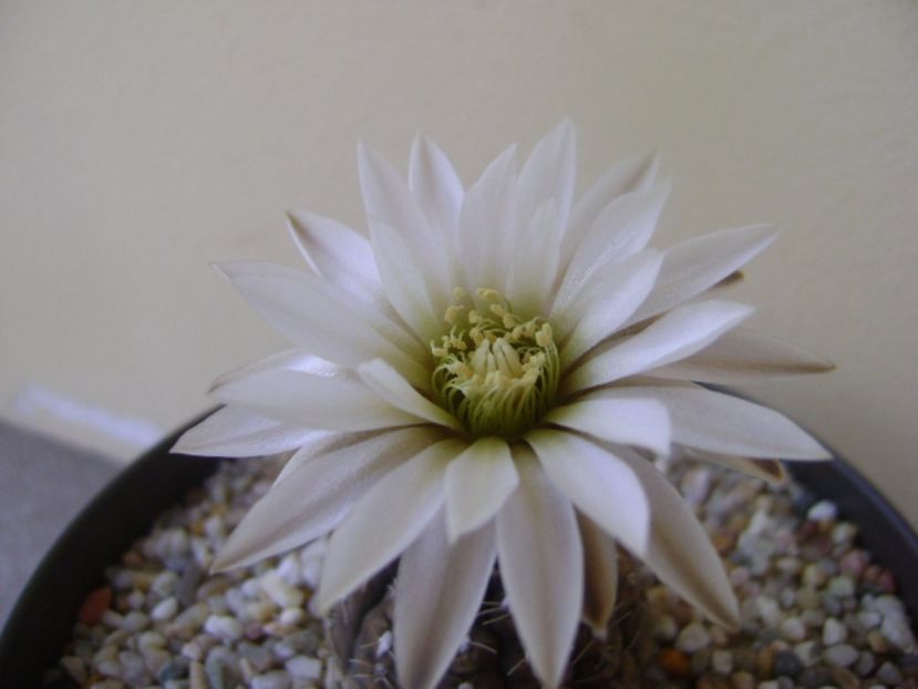 Gymnocalycium ragonesei - Cactusi 2017 Gymnocalycium