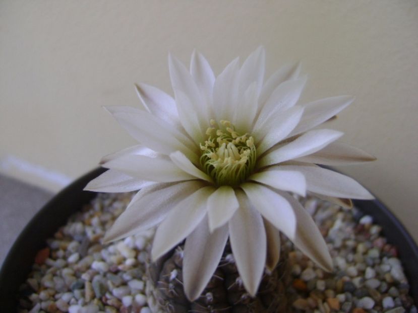 Gymnocalycium ragonesei - Cactusi 2017 Gymnocalycium