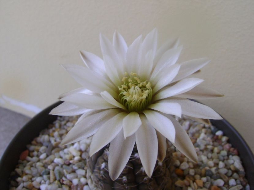 Gymnocalycium ragonesei - Cactusi 2017 Gymnocalycium